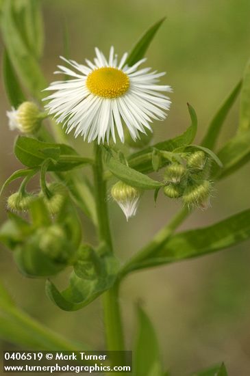 Erigeron philadelphicus