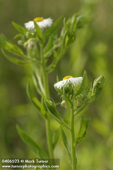 Erigeron philadelphicus