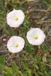 Field Bindweed