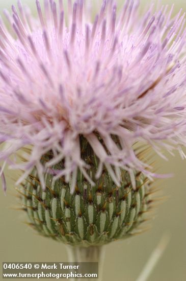 Cirsium undulatum