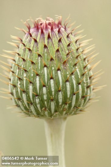 Cirsium undulatum