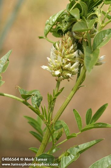 Glycyrrhiza lepidota