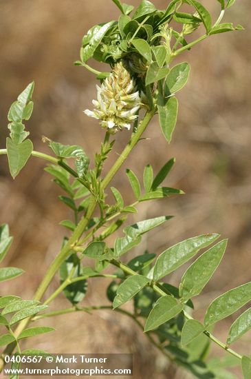 Glycyrrhiza lepidota