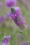 Western Prairie Clover blossom detail