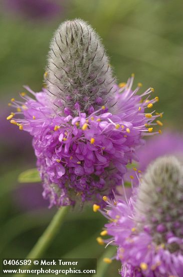 Dalea ornata (Petalostemon ornatum)