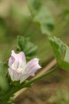 Cheeseweed blossom & foliage