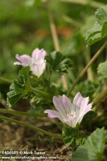 Malva neglecta
