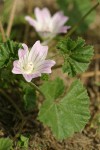 Cheeseweed blossom & foliage