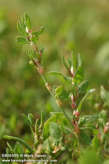 Polygonum aviculare