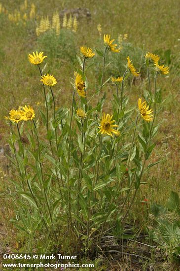 Helianthella uniflora