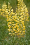 Sulphur Lupine blossoms & foliage