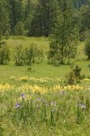 Rocky Mountain Iris, Sulphur Lupines in meadow w/ Ponderosa Pines bkgnd