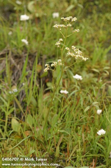 Saxifraga oregana