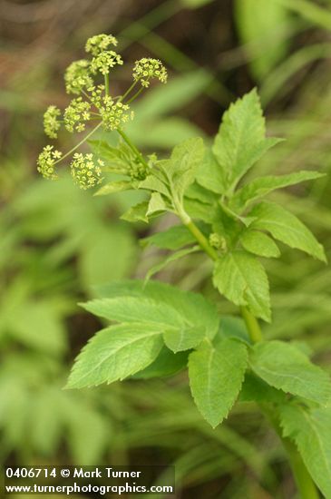 Osmorhiza occidentalis