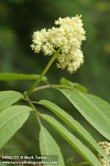 Sambucus racemosa var. melanocarpa