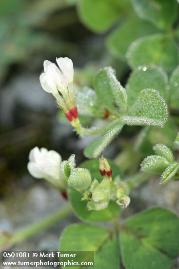 Trifolium subterraneum