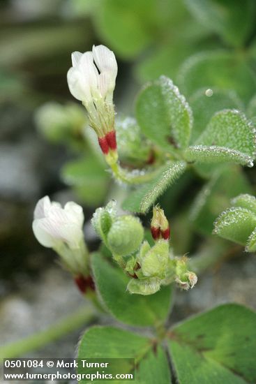 Trifolium subterraneum