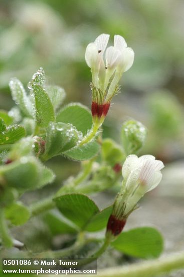 Trifolium subterraneum