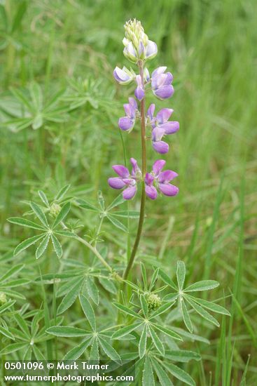 Lupinus rivularis