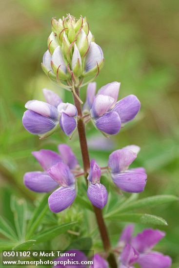 Lupinus rivularis