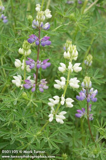 Lupinus rivularis