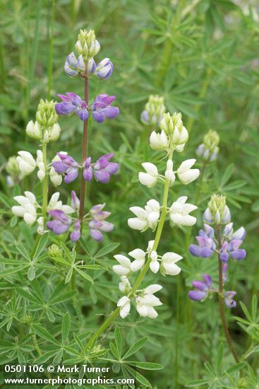 Lupinus rivularis
