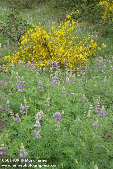 Lupinus rivularis