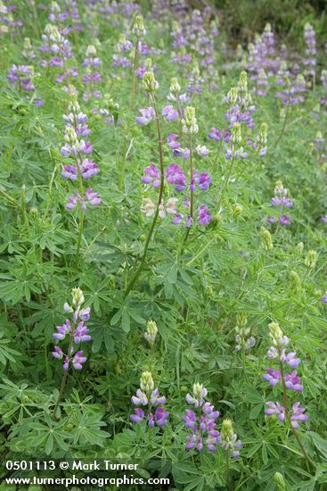 Lupinus rivularis