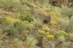 Yellow Desert Daisies among basalt boulders, Bluebunch Wheatgrass, Balsamroot