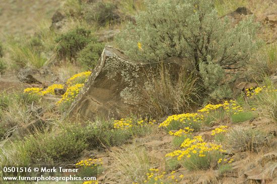 Erigeron linearis; Agropyron spicatum; Artemisia tridentata