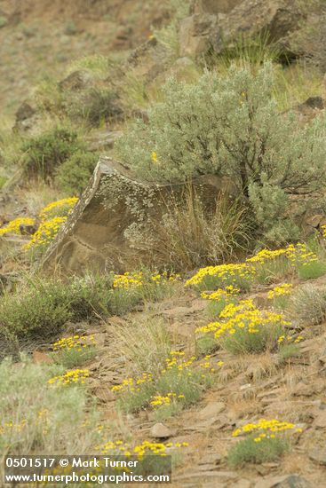 Erigeron linearis; Agropyron spicatum; Artemisia tridentata