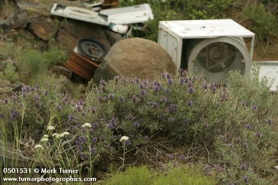Salvia dorrii; Achillea millefolium