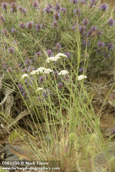 Achillea millefolium; Salvia dorrii
