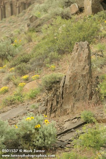 Balsamorhiza sagittata; Erigeron linearis; Artemisia tridentata; Agropyron spicatum