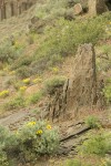 Balsamroot, Sagebrush among basalt boulders w/ Yellow Desert Daisies,  Bluebunch Wheatgrass