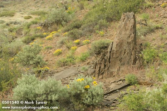 Balsamorhiza sagittata; Erigeron linearis; Artemisia tridentata; Agropyron spicatum