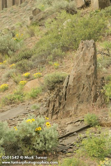 Balsamorhiza sagittata; Erigeron linearis; Artemisia tridentata; Agropyron spicatum