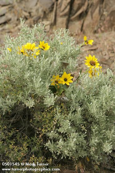Balsamorhiza sagittata; Artemisia tridentata