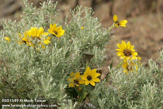 Balsamorhiza sagittata; Artemisia tridentata