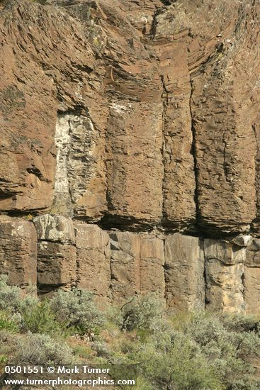 Artemisia tridentata