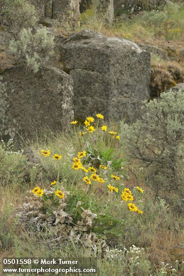 Balsamorhiza sagittata; Artemisia tridentata