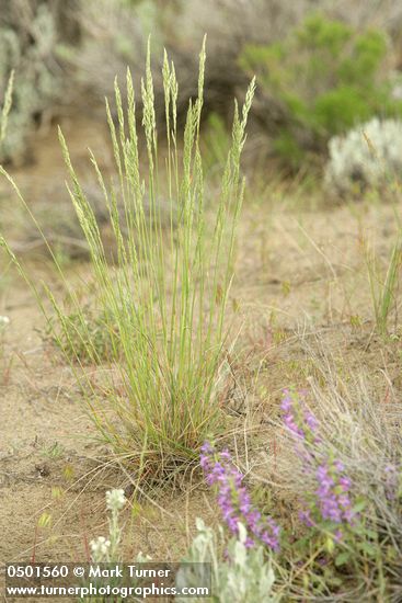 Agropyron spicatum (Pseudoroegneria spicata ssp. spicata)