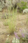 Bluebunch Wheatgrass
