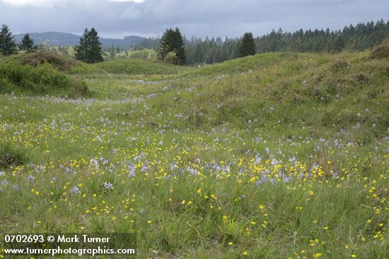 Camassia quamash; Ranunculus occidentalis