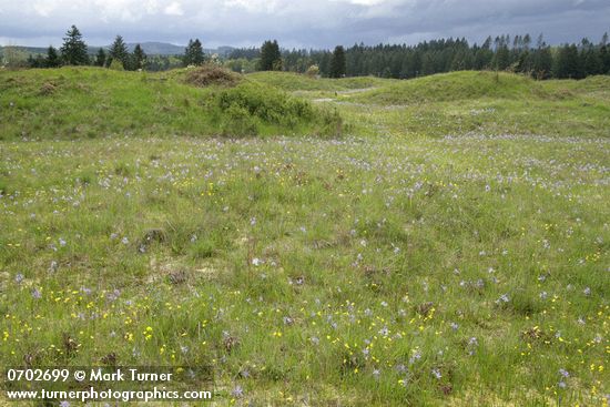 Camassia quamash; Ranunculus occidentalis
