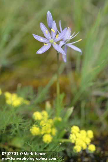 Camassia quamash; Lomatium utriculatum