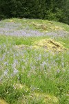 Camas & Rosy Plectritis in meadow on rocky bald