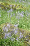 Camas & Western Saxifrage in meadow on rocky bald