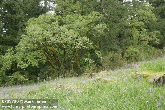 Camassia quamash; Plectritis congesta; Quercus garryana