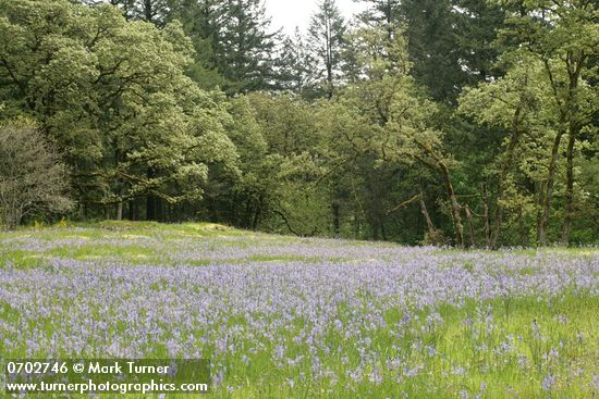 Camassia quamash; Quercus garryana